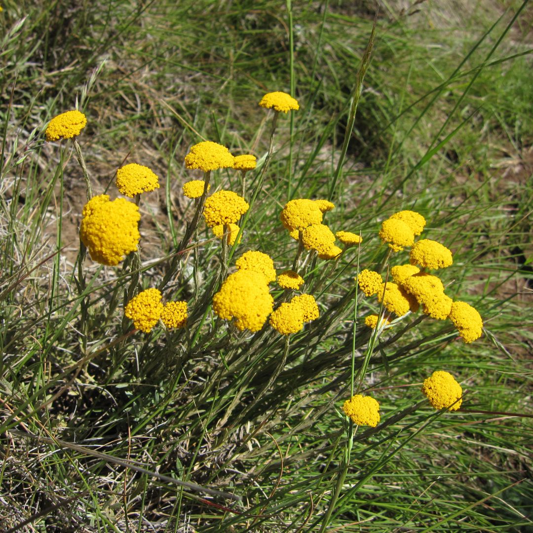 Helichrysum Cymosum Seeds Buy Online