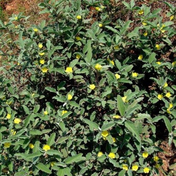 Melhania Rehmannii Silverhill Seeds