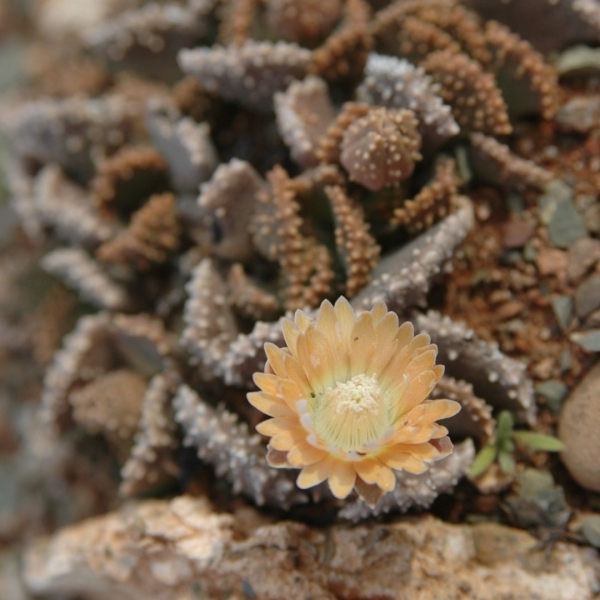 Titanopsis Calcarea Seeds Buy Online