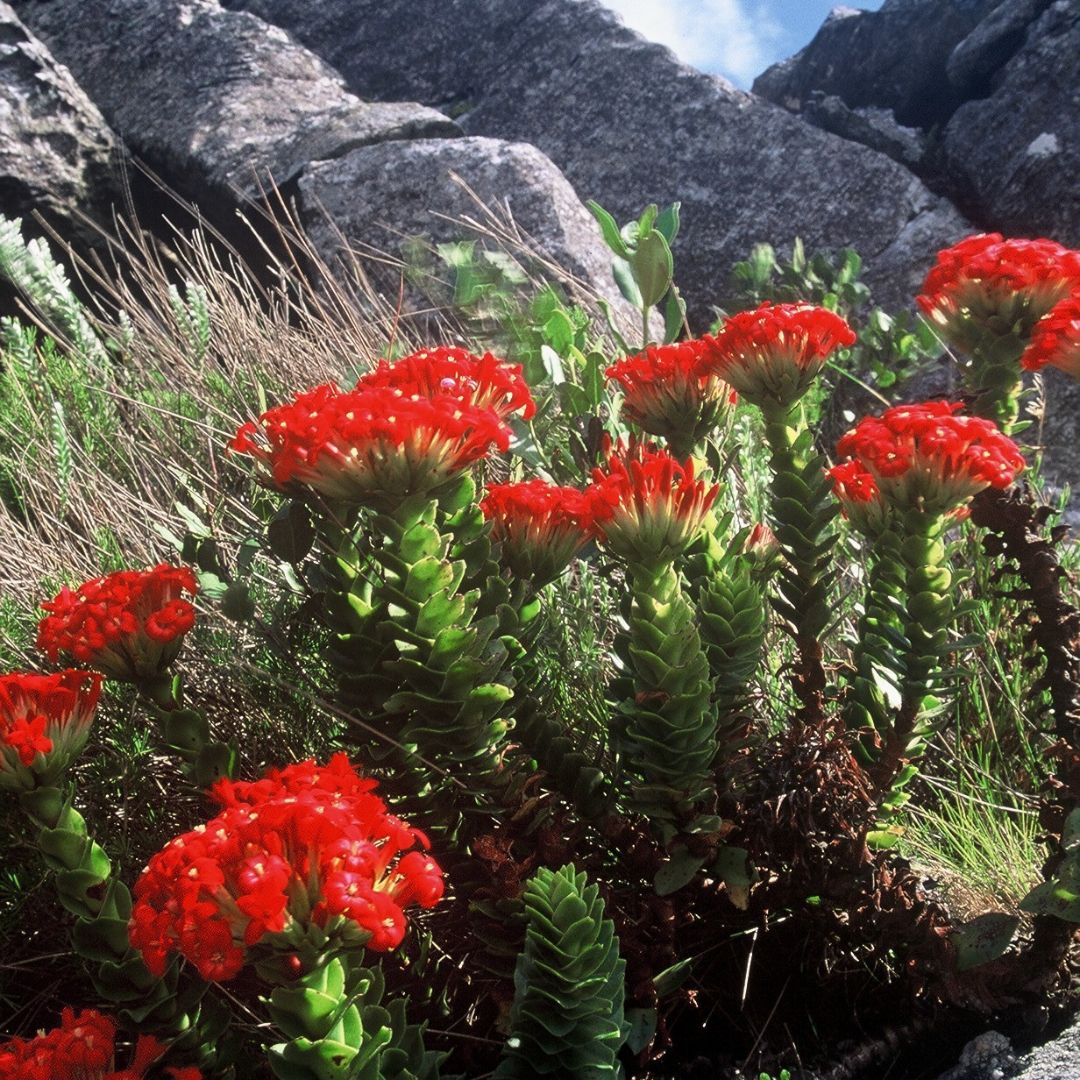 Recommended Plant Crassula Coccinea Silverhill Seeds