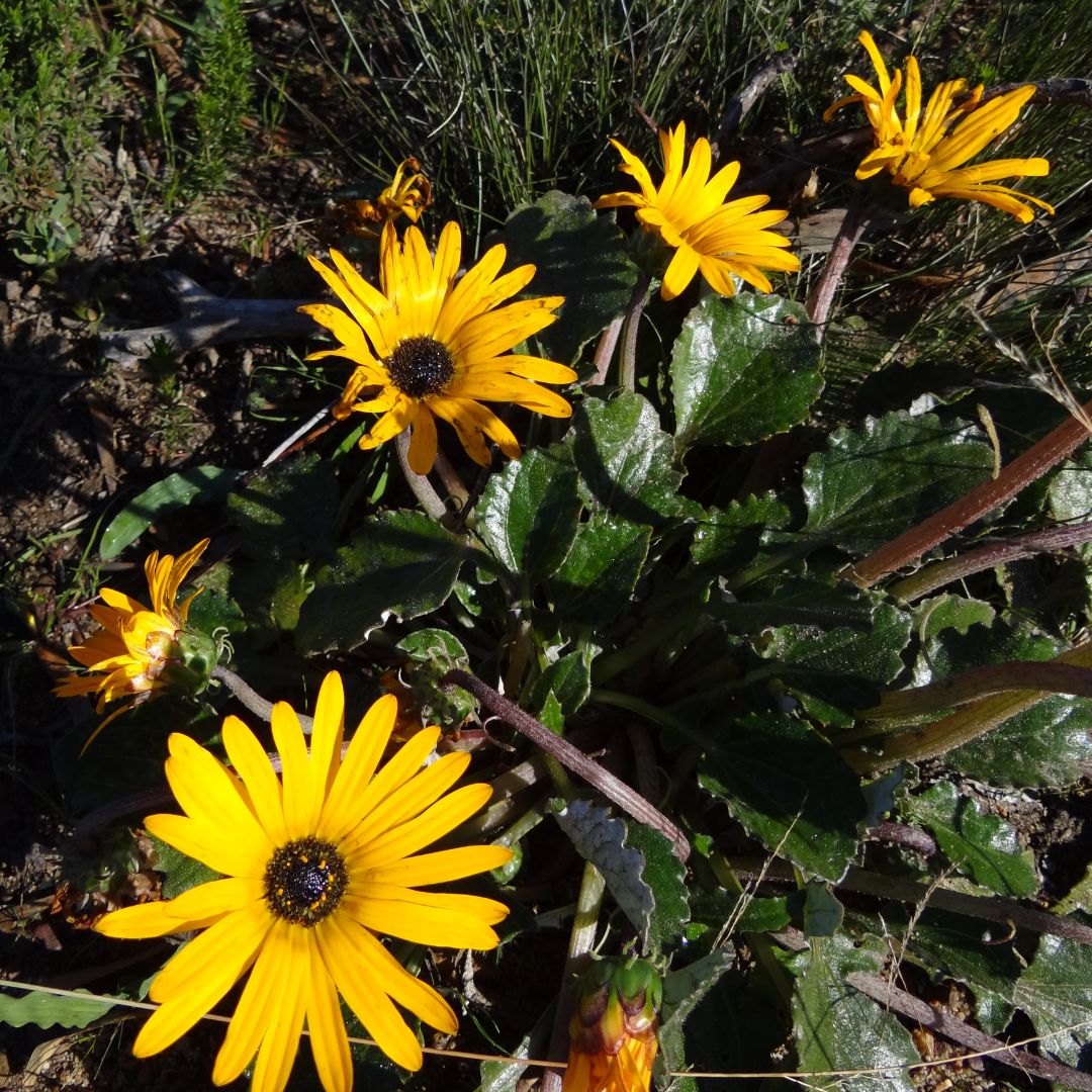 Arctotis acaulis (Yellow) seeds - Buy online