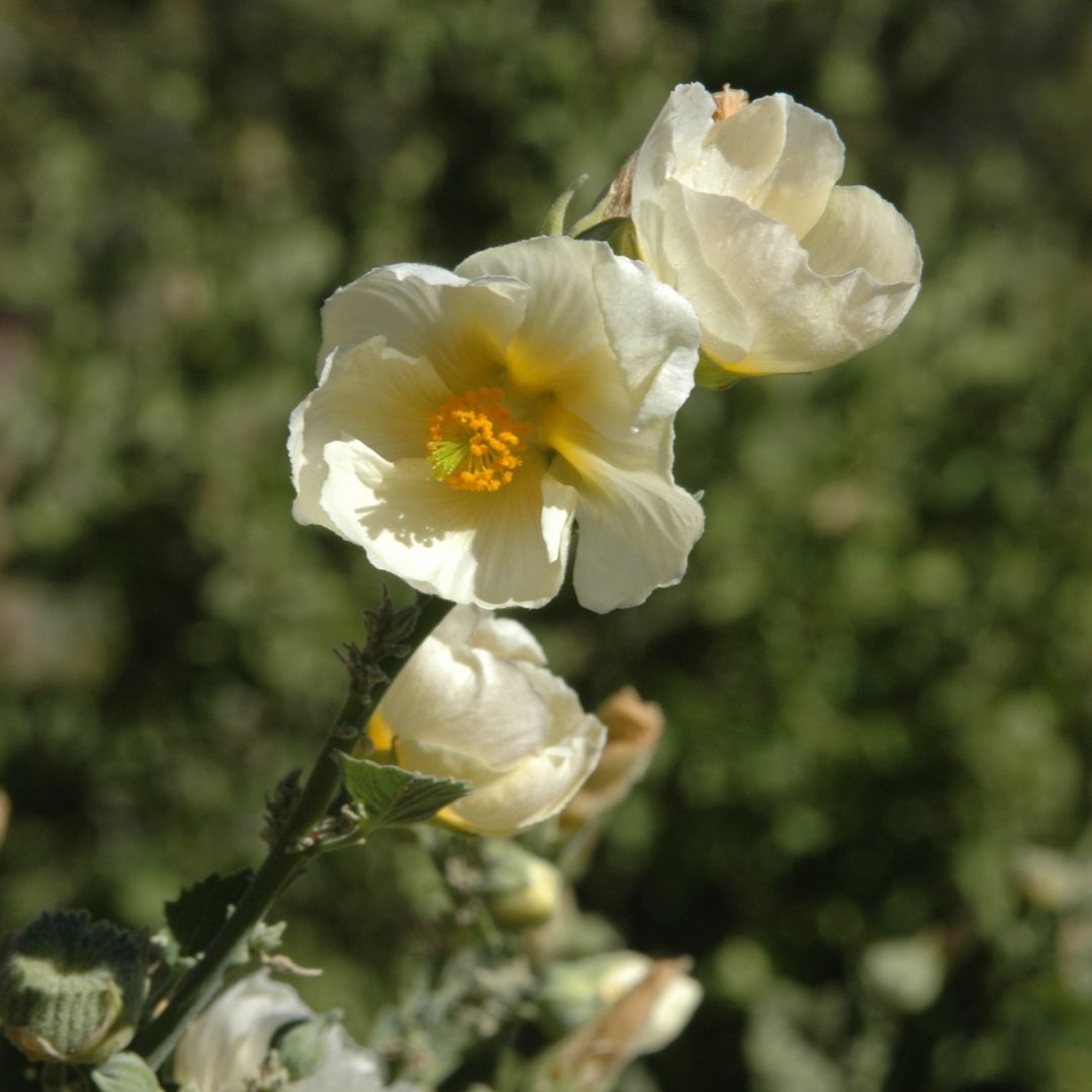 Shop seeds - Buy online
