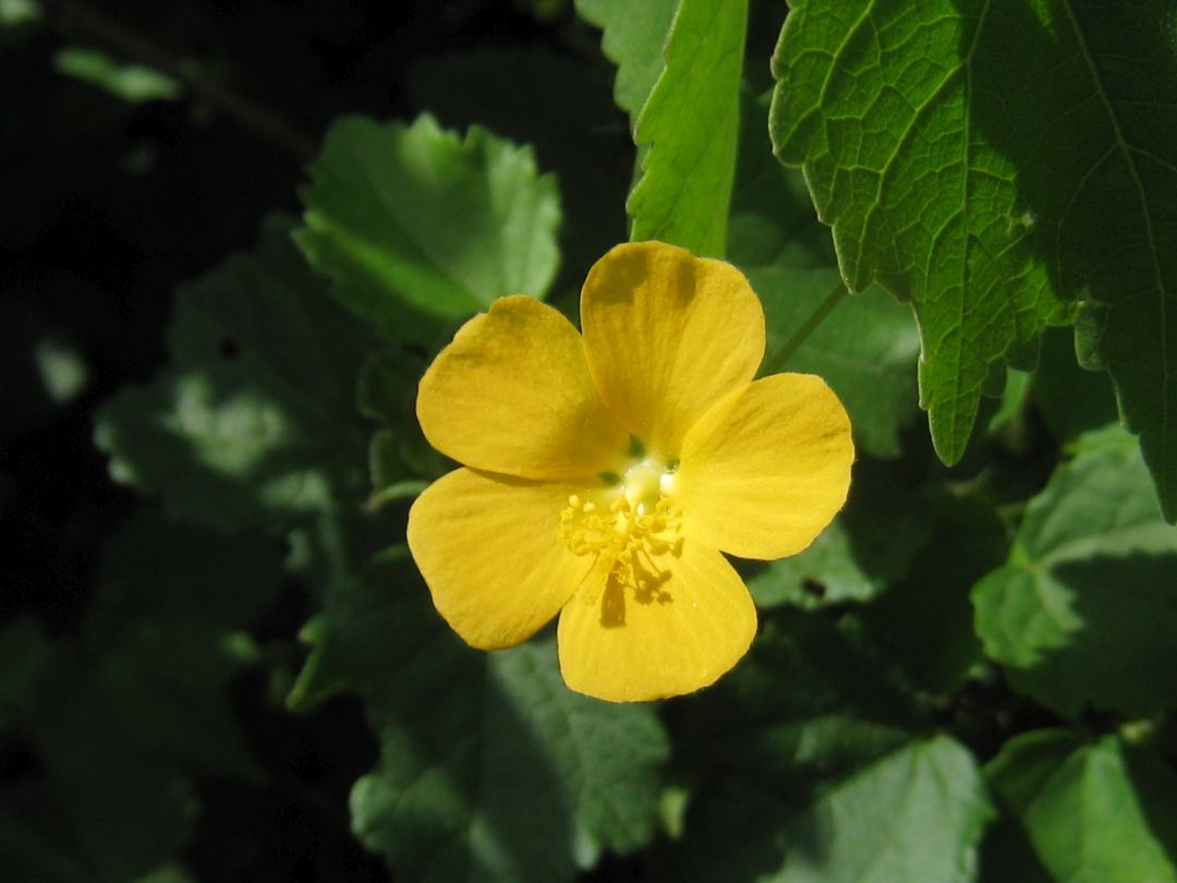 Shop seeds - Buy online