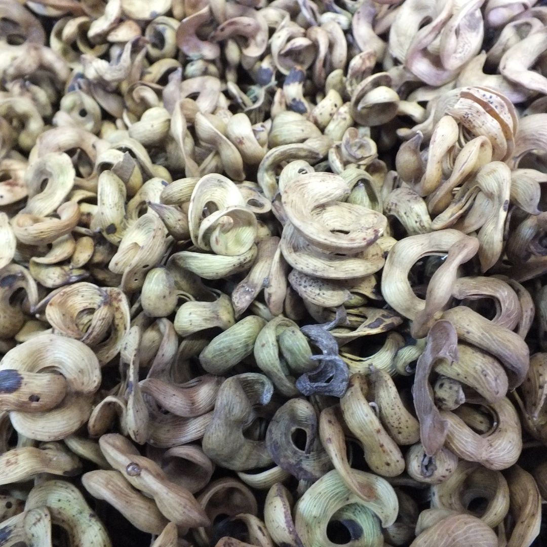 Vachellia tortilis subsp. heteracantha seeds Buy online