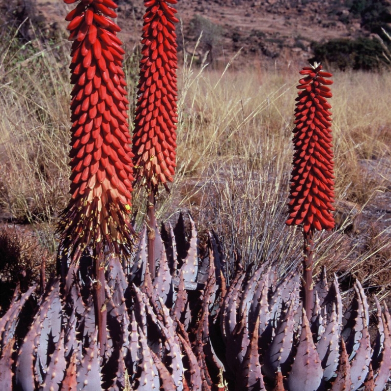 Aloe peglerae seeds - Buy online