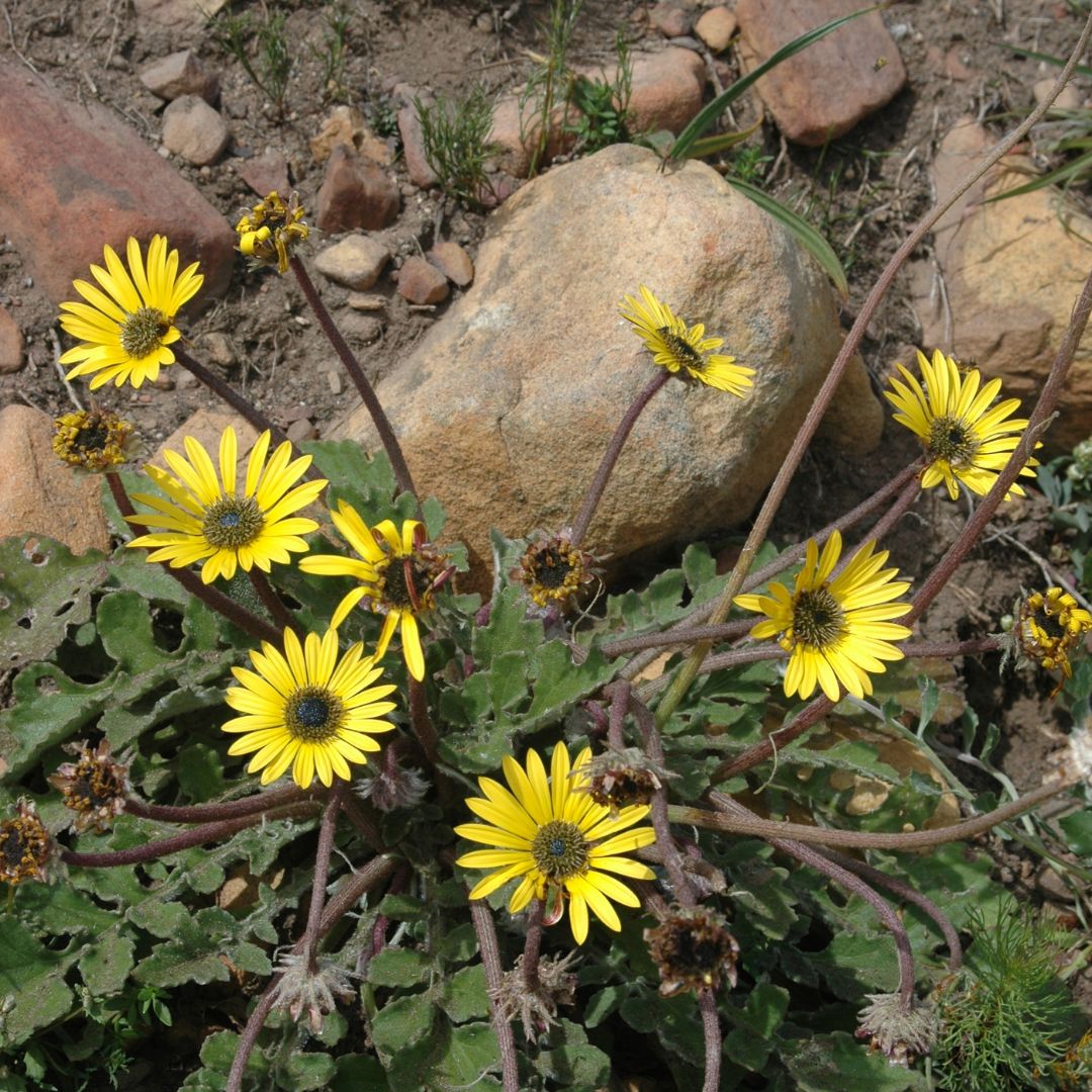 Arctotheca calendula seeds Buy online