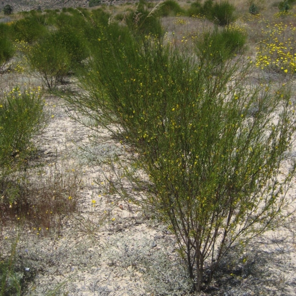 Aspalathus linearis seeds - Buy online