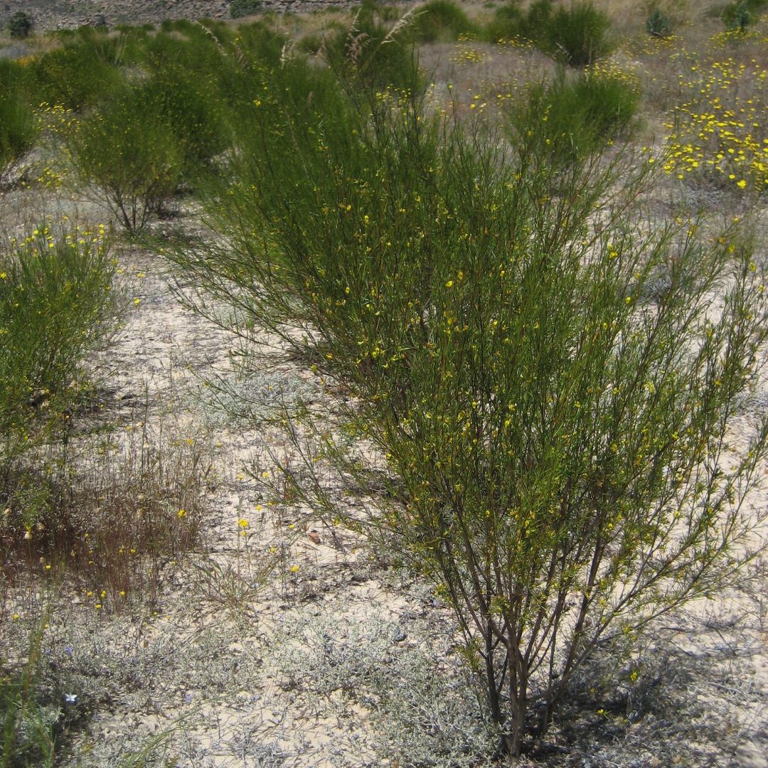 Aspalathus linearis seeds - Buy online