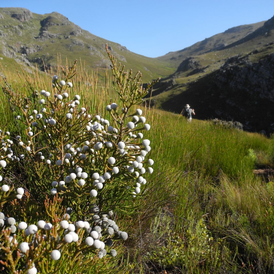 Brunia Laevis Seeds - Buy Online