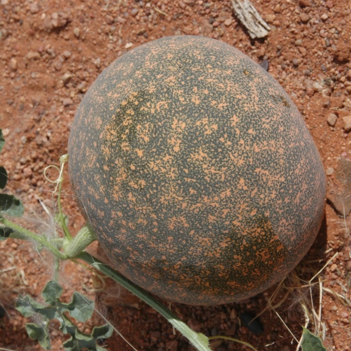 Citrullus ecirrhosus seeds - Buy online
