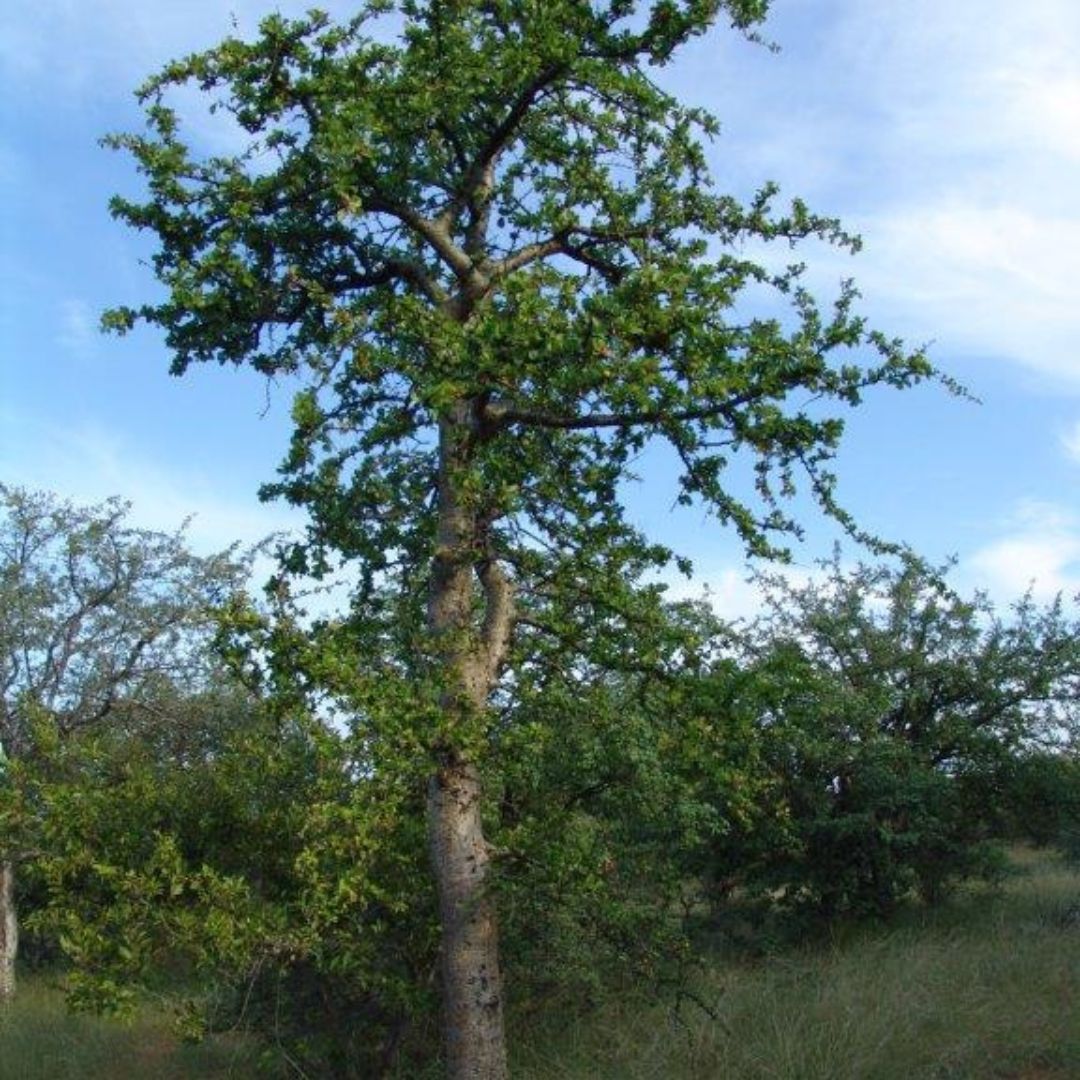 Commiphora glandulosa seeds - Buy online