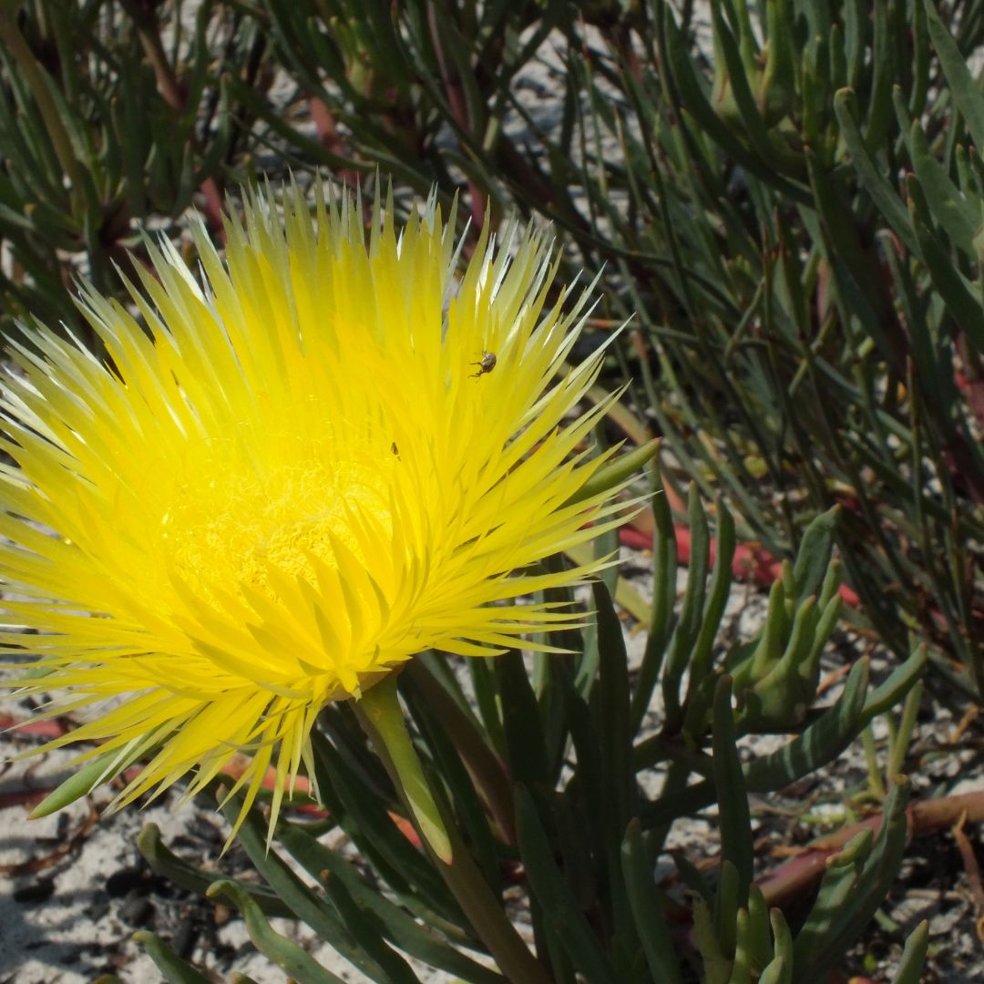 Conicosia pugioniformis subsp. pugioniformis seeds Buy online