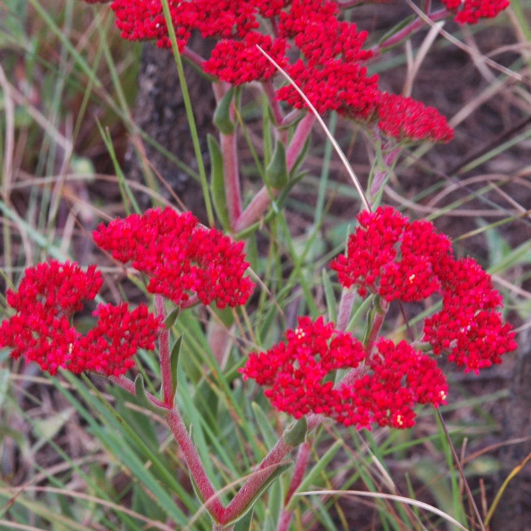 Crassula Coccinea Seeds Buy Online