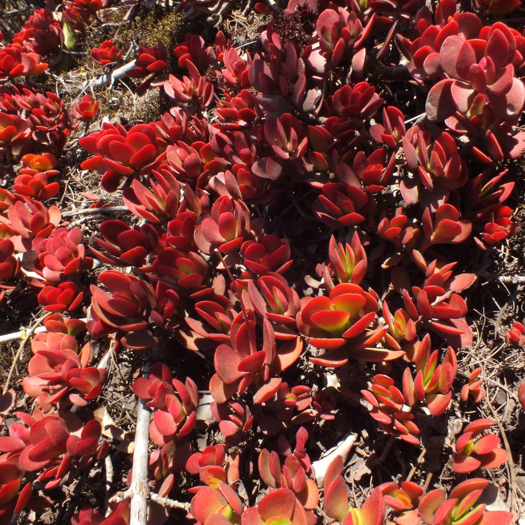 Crassula Swaziensis Seeds Buy Online crassula-swaziensis-seeds-buy-online