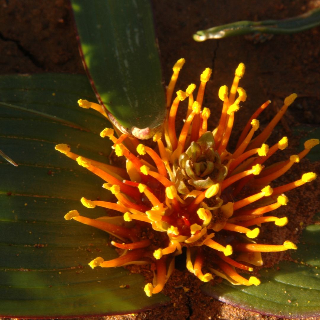 Daubenya marginata seeds - Buy online