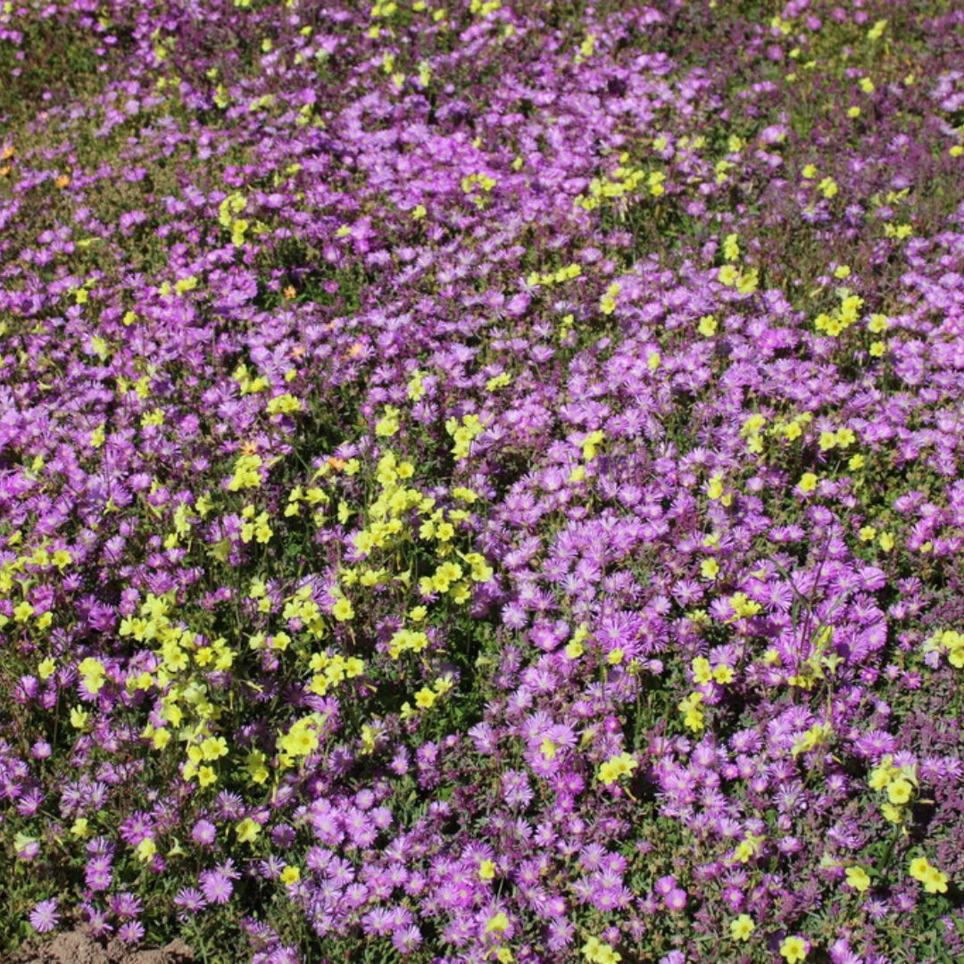 Drosanthemum floribundum seeds - Buy online