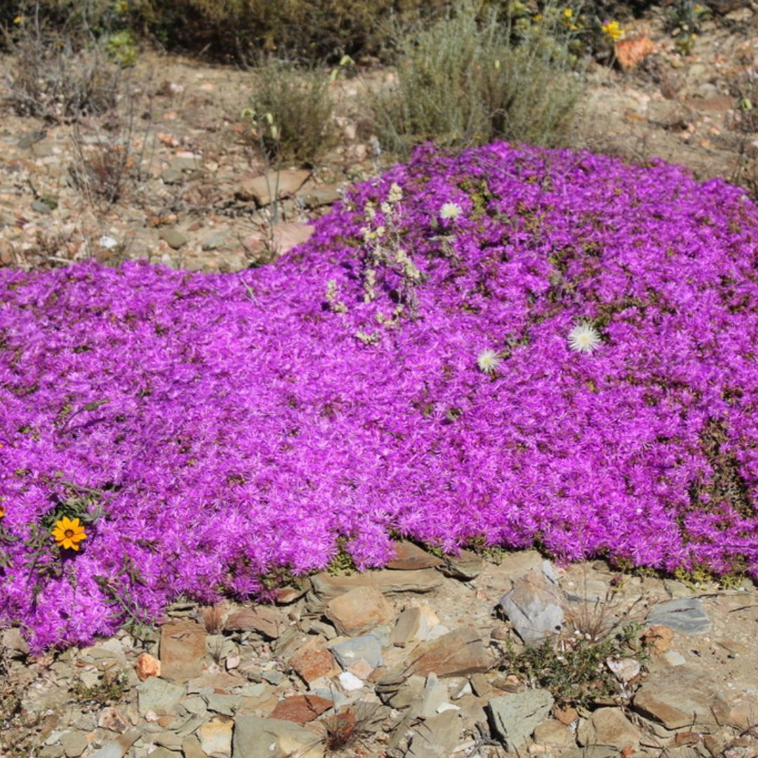 Drosanthemum hispidum (pink) seeds - Buy online