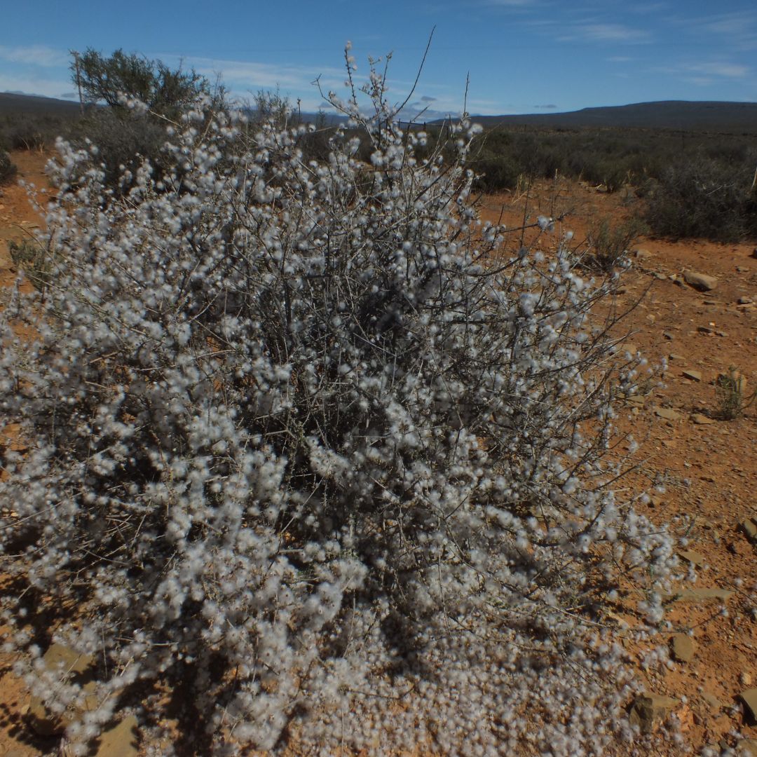Eriocephalus ericoides var ericoides seeds Buy online