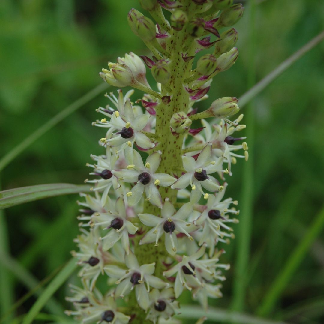 eucomis-comosa-seeds-buy-online