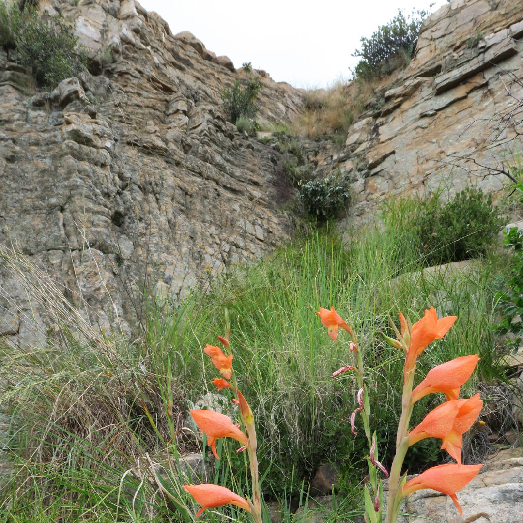 Semi Di Gladiolo Selvatico Africano - Gladiolus Dalenii - Giglio Pappagallo 10+ Semi