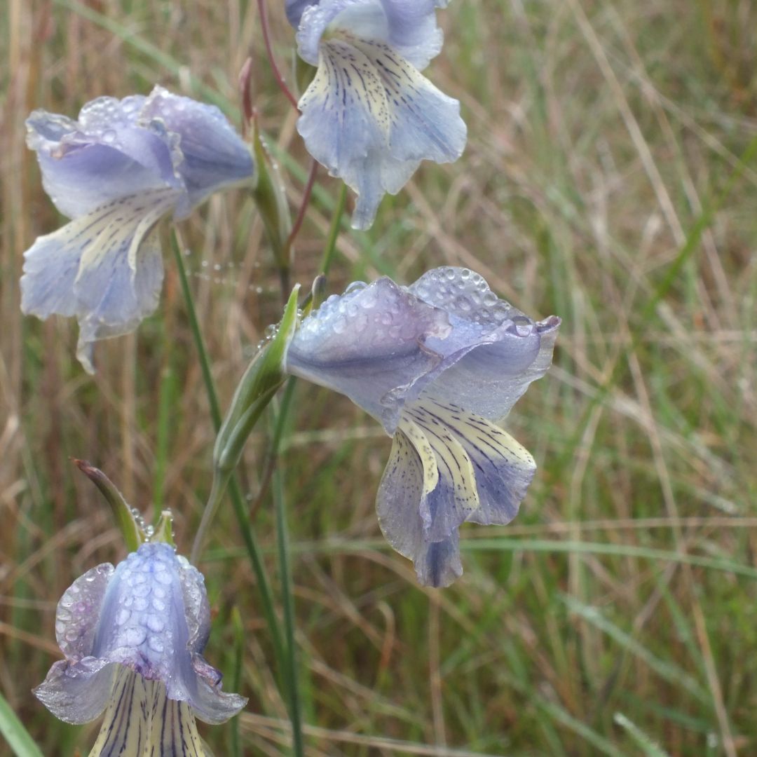 Gladiolus gracilis seeds - Buy online