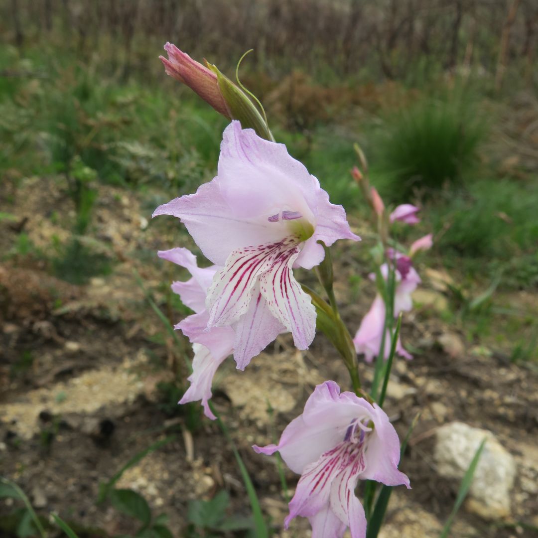 Gladiolus hirsutus seeds Buy online