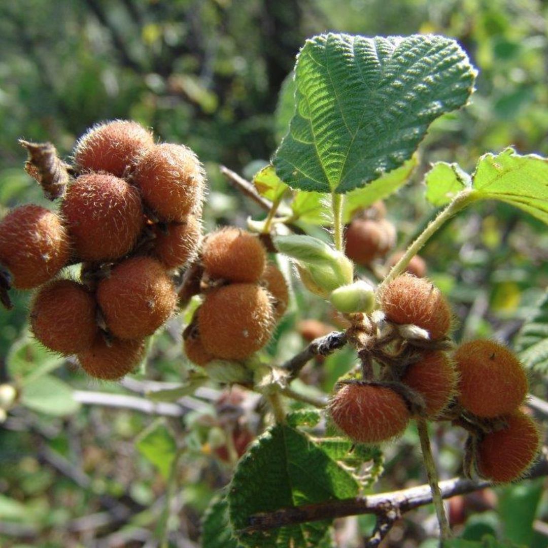 Grewia villosa var villosa seeds Buy online