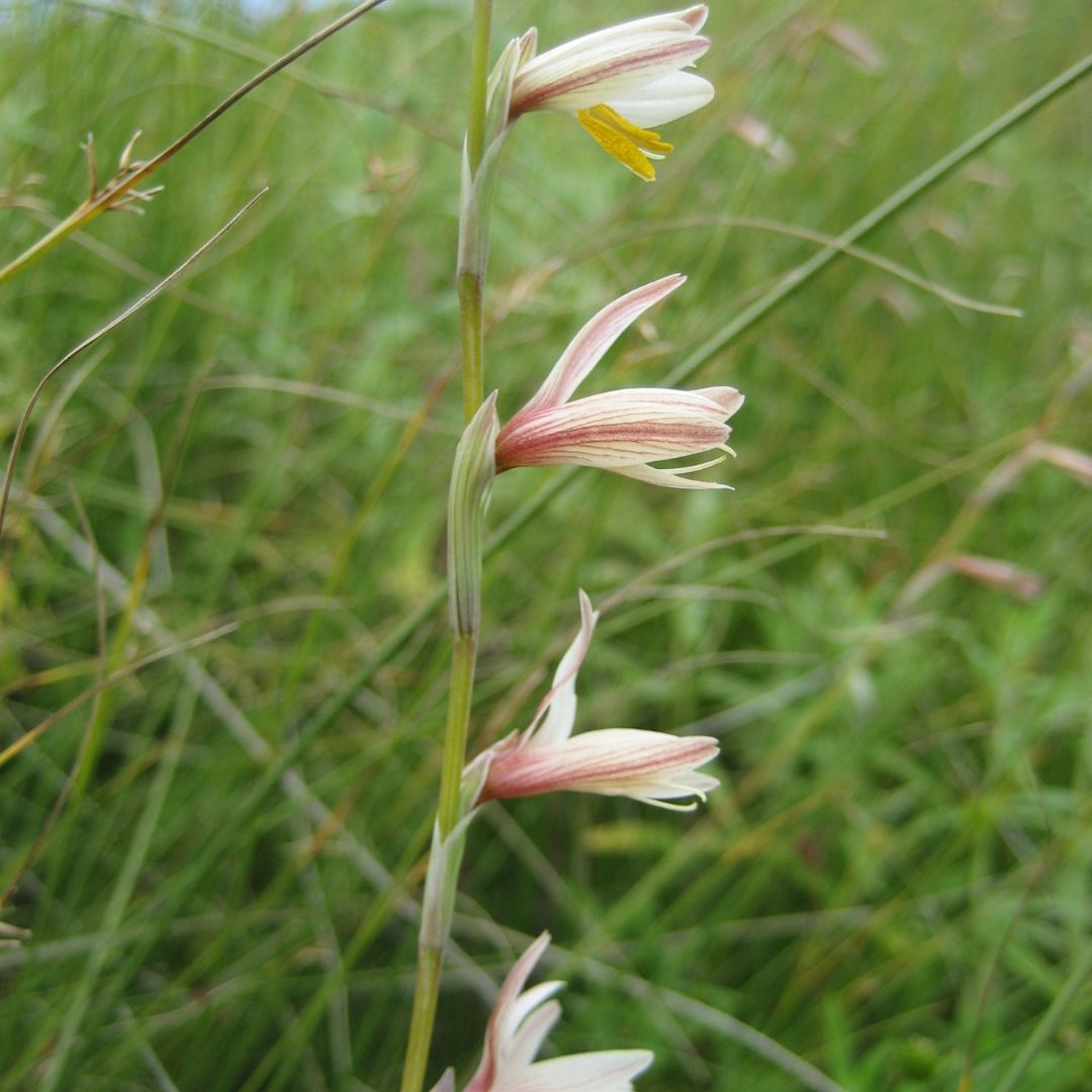 Hesperantha radiata subsp. radiata seeds Buy online