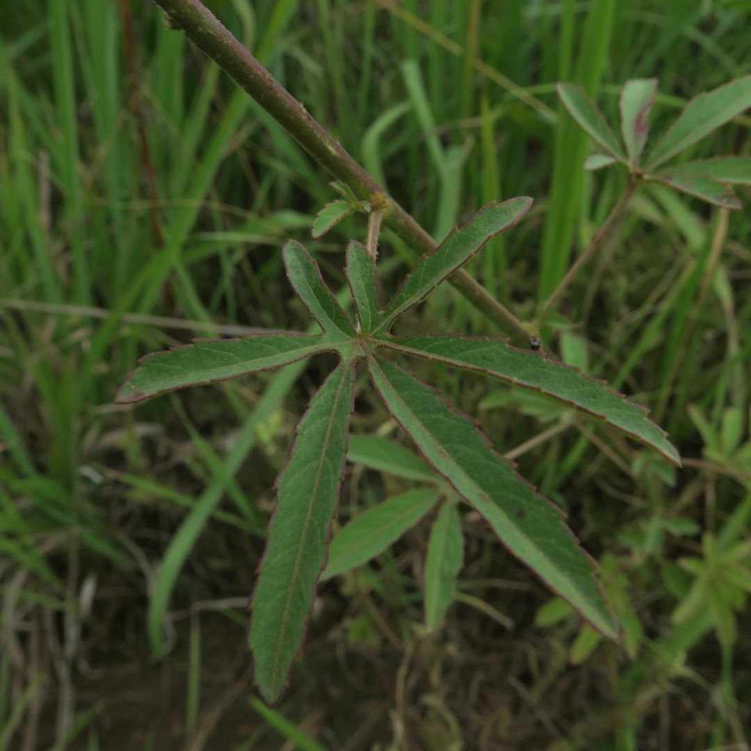 Hibiscus cannabinus seeds Buy online