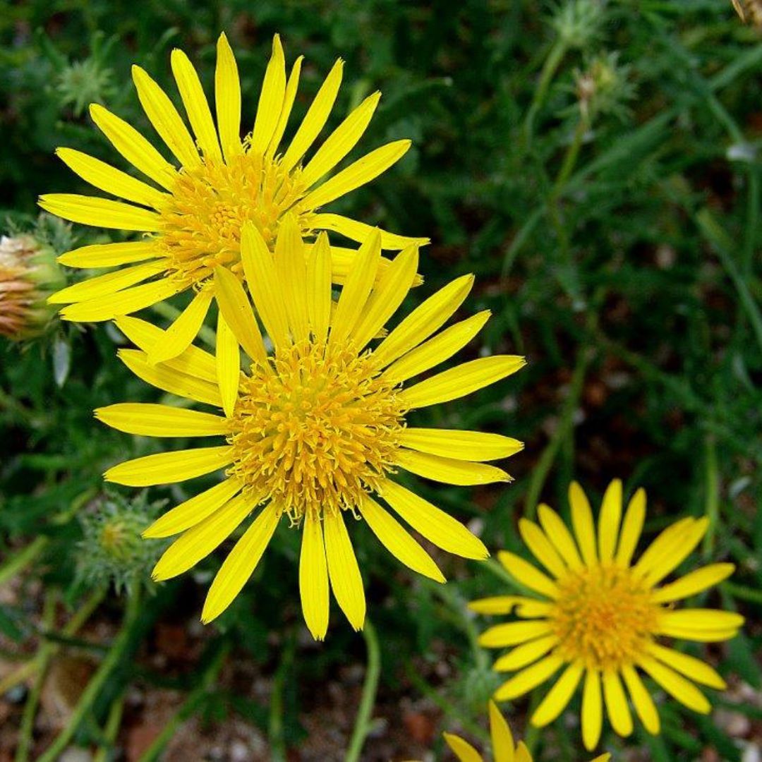 Hirpicium bechuanense seeds Buy online