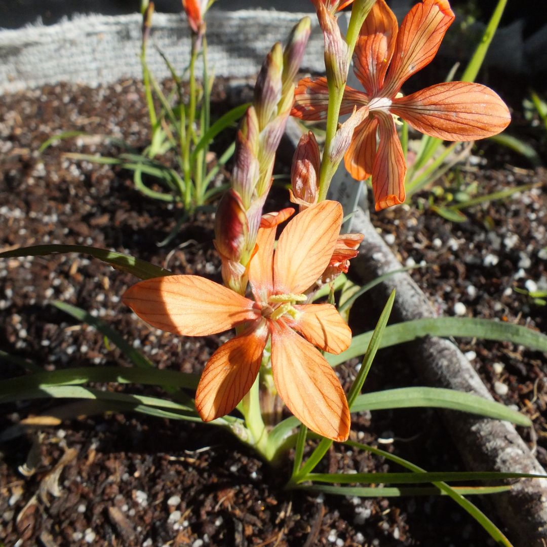 Ixia pumilio seeds - Buy online