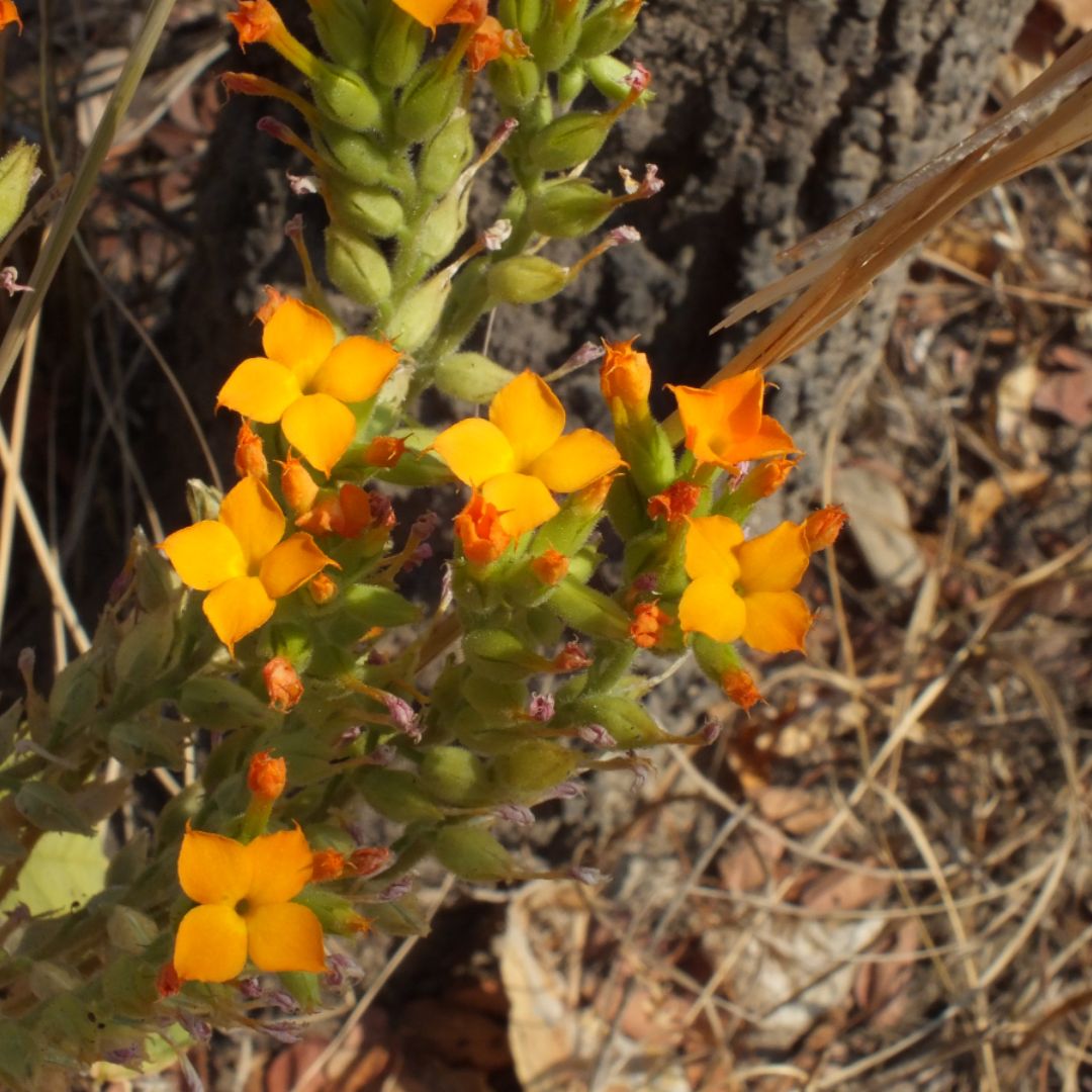 Kalanchoe lanceolata seeds - Buy online