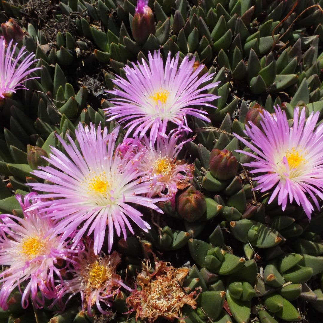 Khadia alticola seeds - Buy online