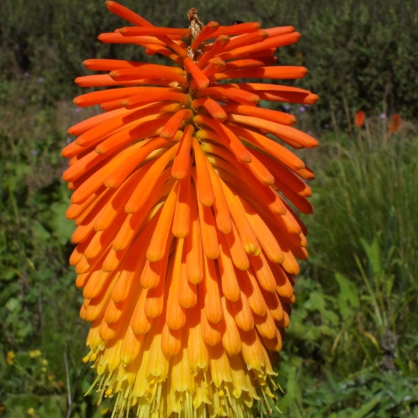 Kniphofia linearifolia seeds - Buy online