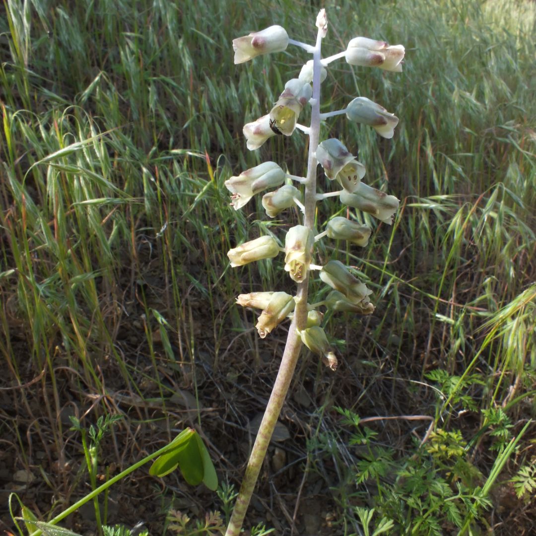Lachenalia attenuata seeds Buy online