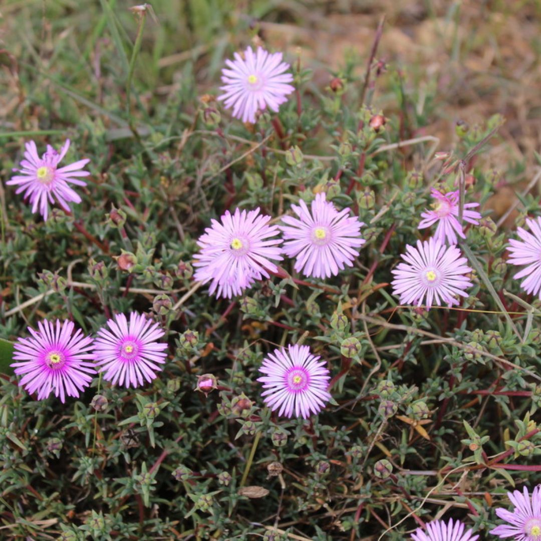 Lampranthus elegans seeds Buy online