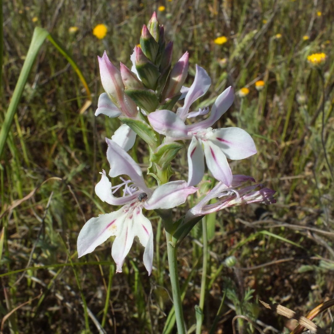 Lapeirousia divaricata seeds Buy online