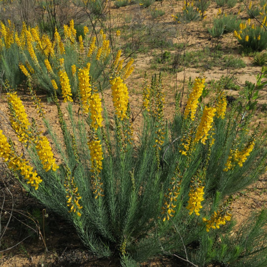 Lebeckia sepiaria seeds Buy online