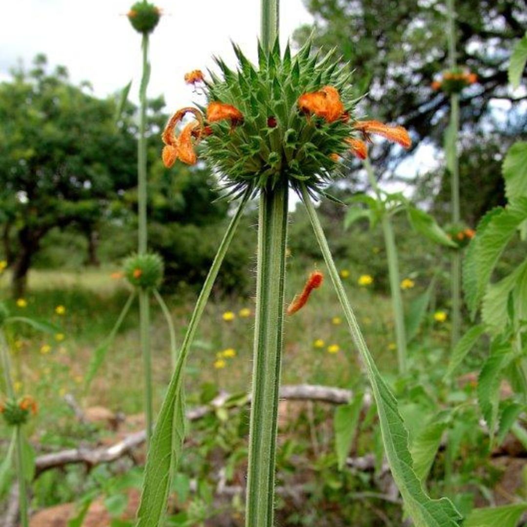 Leonotis nepetifolia seeds - Buy online