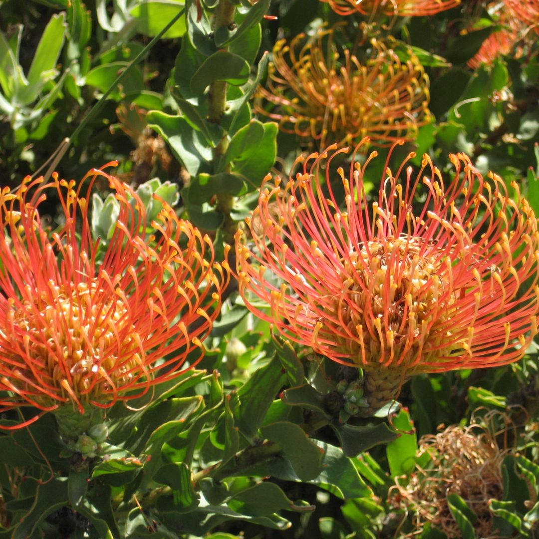 Leucospermum cordifolium (Orange) seeds - Buy online