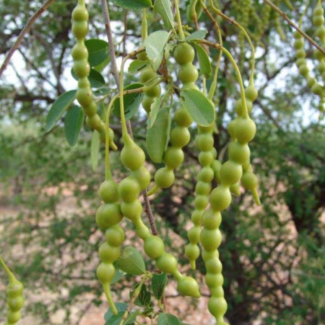 Maerua Angolensis Subsp. Angolensis Seeds - Buy Online