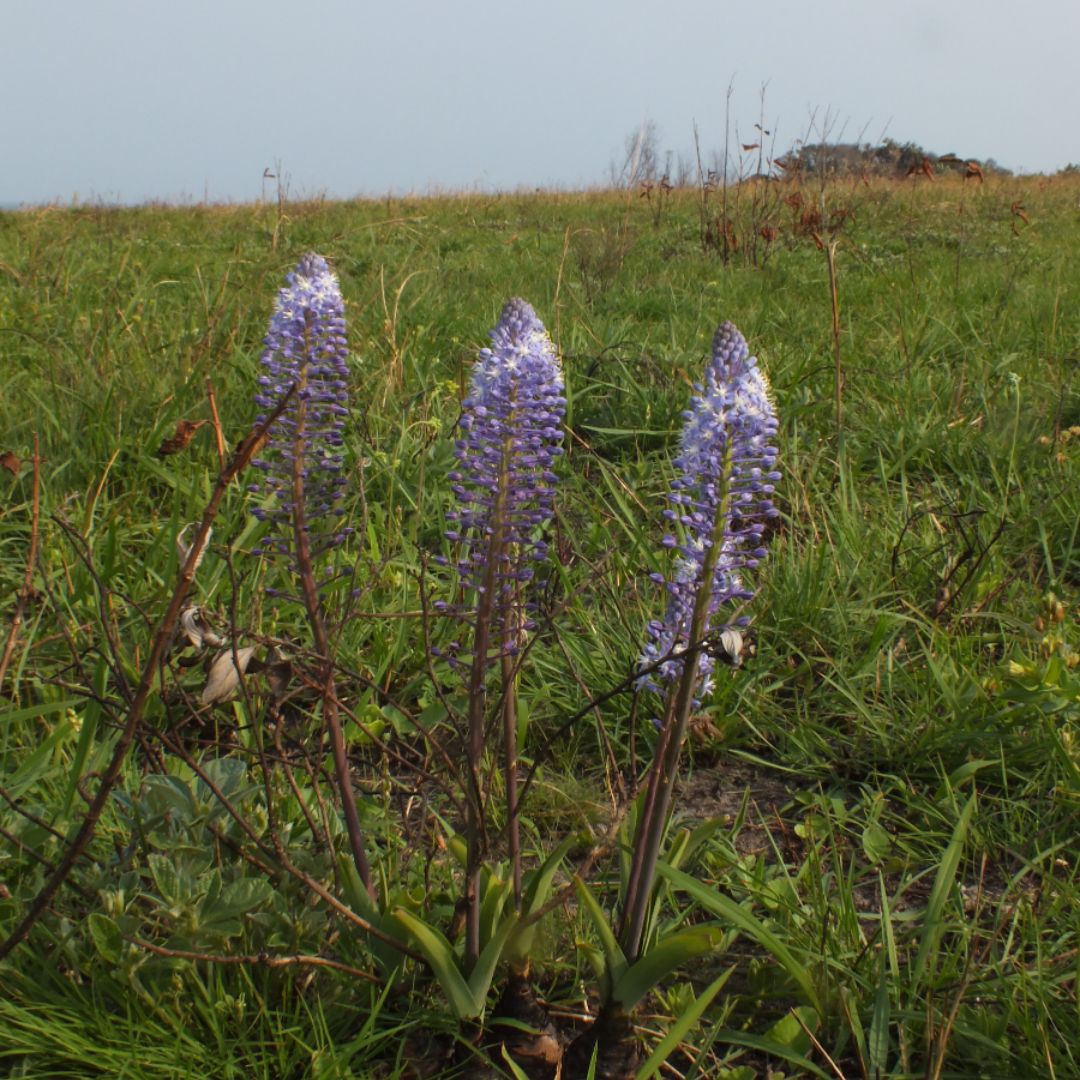 Merwilla plumbea seeds Buy online