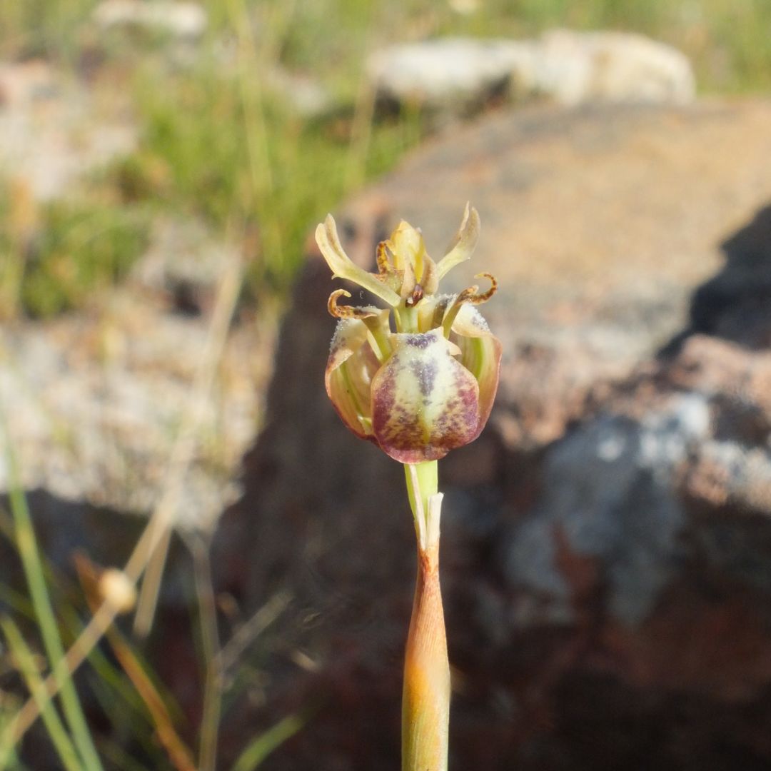 Moraea inconspicua subsp. inconspicua seeds Buy online