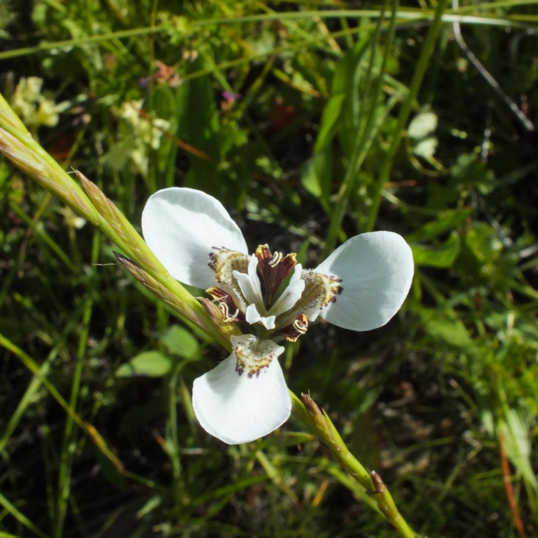 Moraea tricuspidata seeds - Buy online