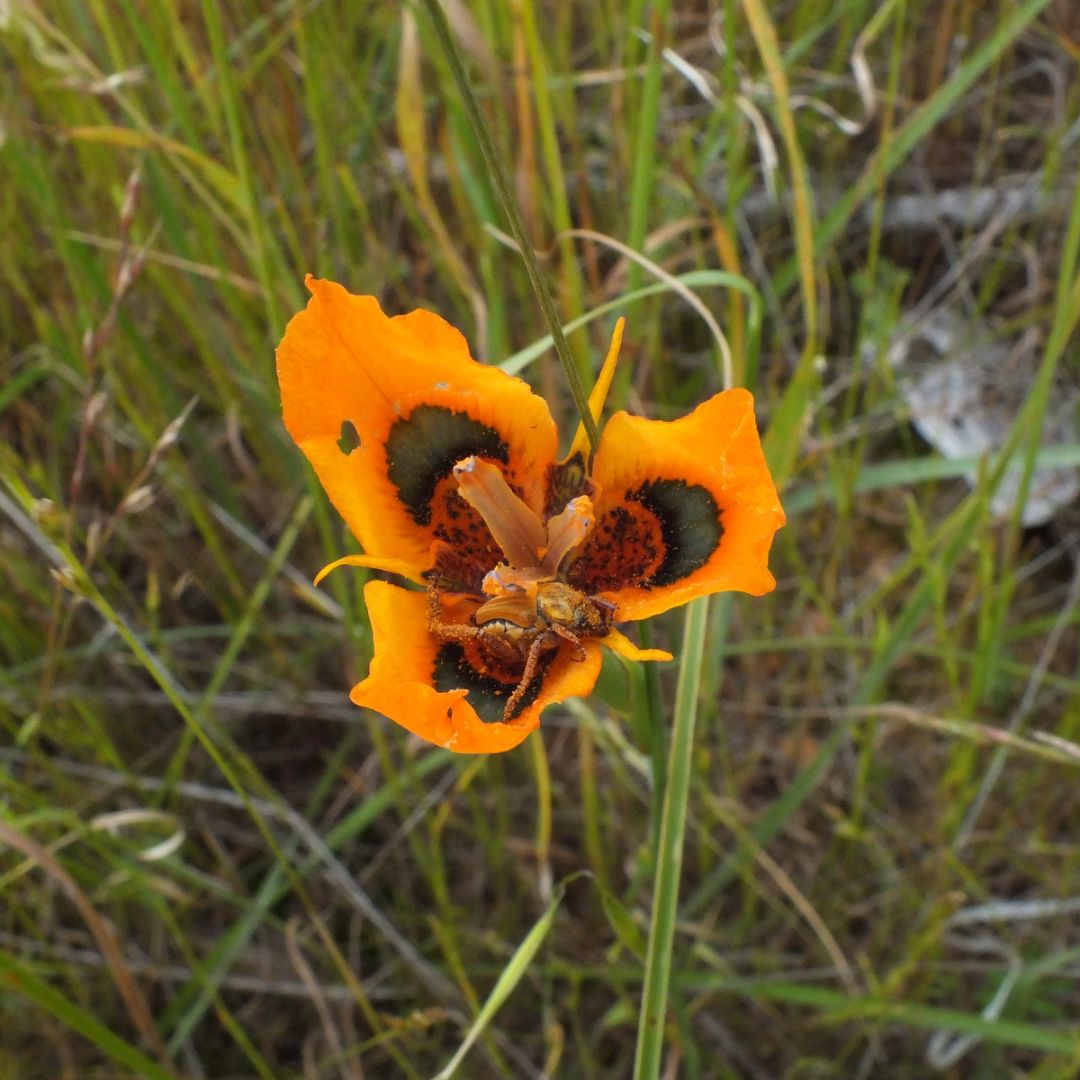 Moraea tulbaghensis seeds - Buy online