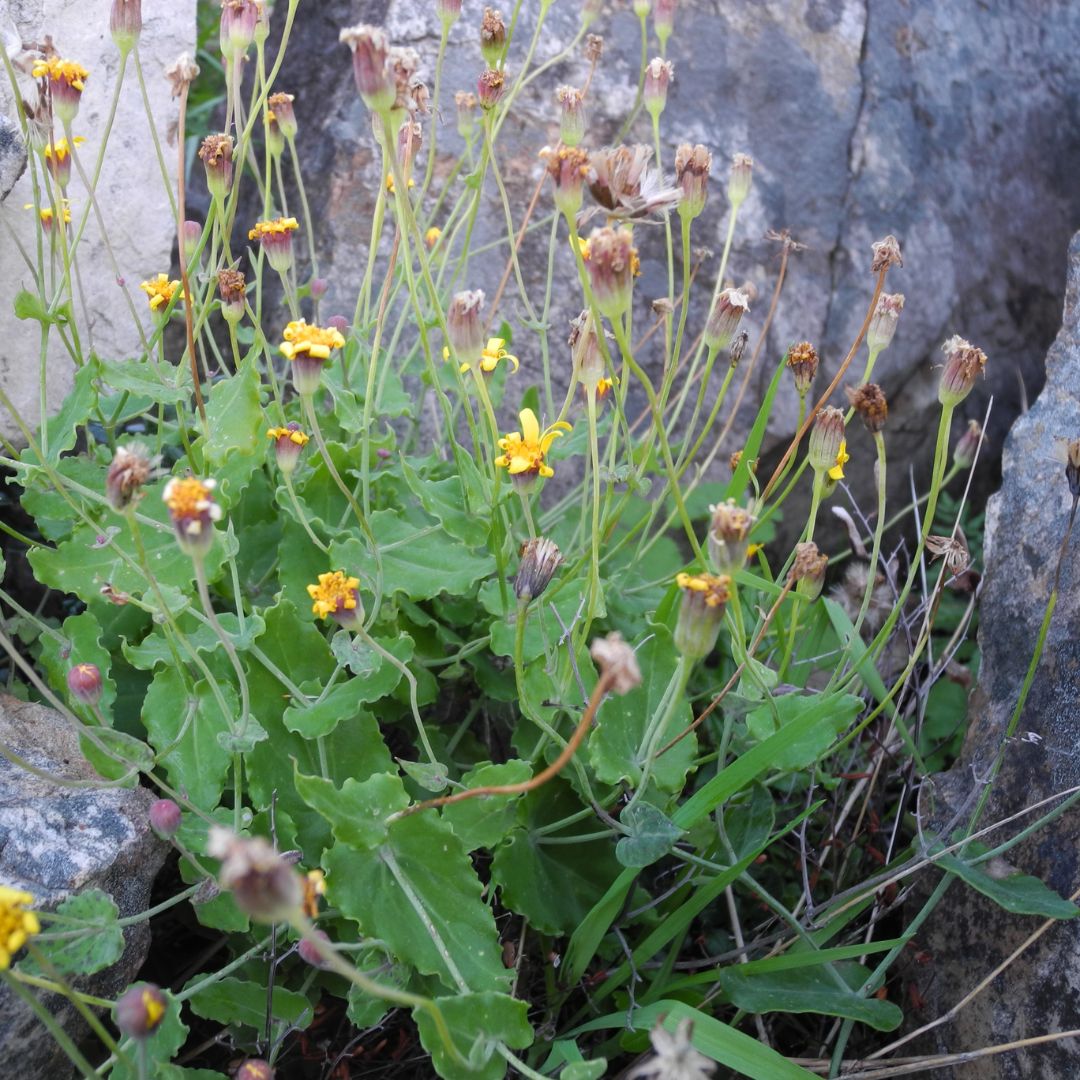 Othonna perfoliata seeds - Buy online