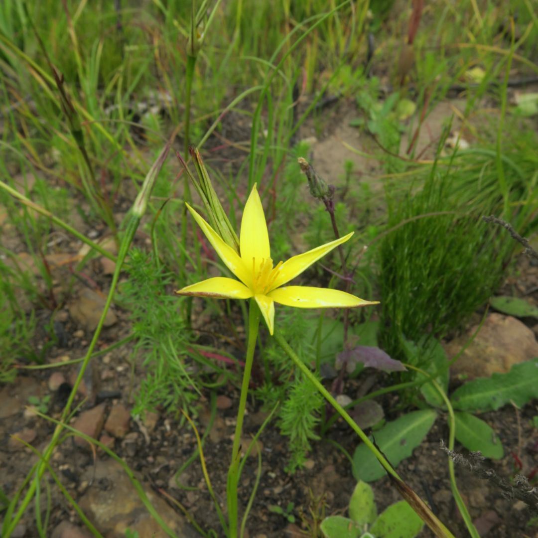 Pauridia-capensis-Yellow.jpg