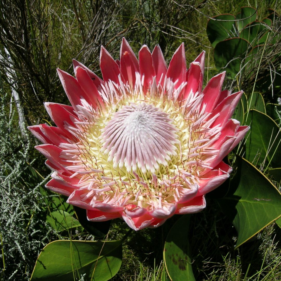 Protea Cynaroides Autumn Flowering Seeds Buy Online