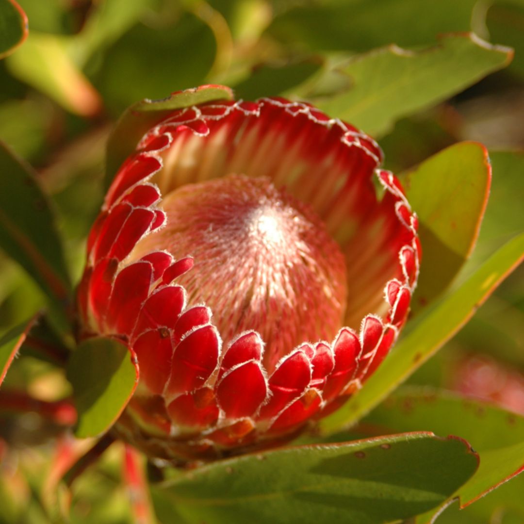 Protea obtusifolia seeds Buy online