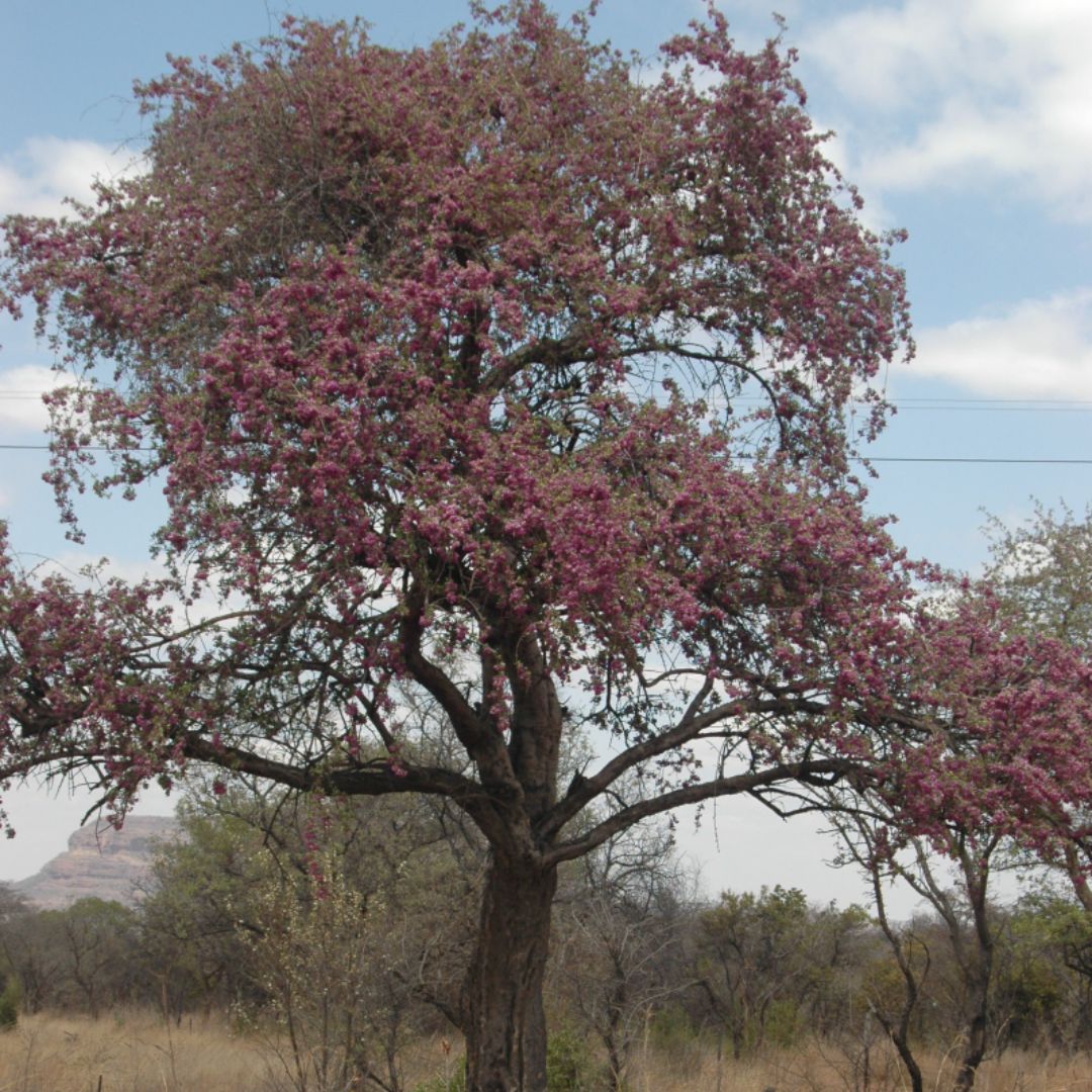 Securidaca longepedunculata var. longepedunculata seeds - Buy online